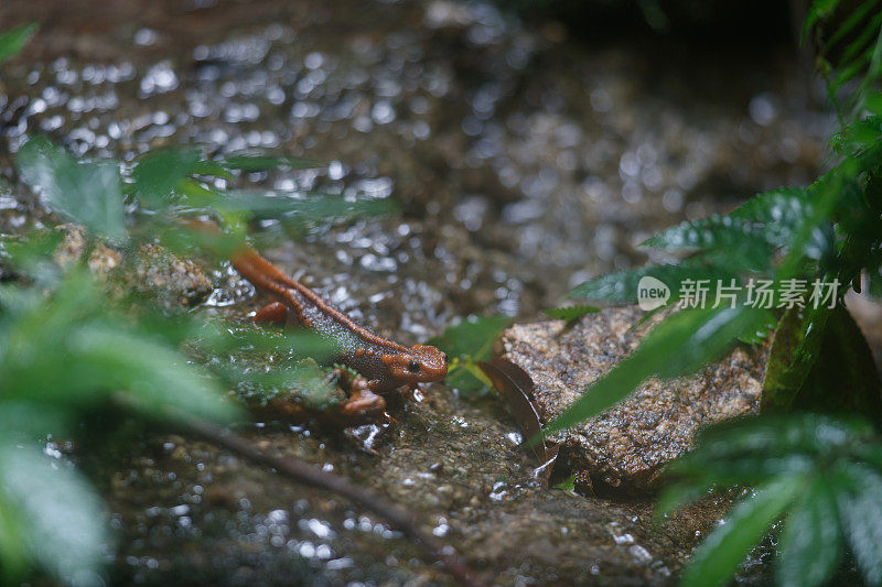 动物:成年喜马拉雅蝾螈(Tylototriton verrucosus)，也被称为鳄鱼蝾螈、鳄鱼蝾螈、喜马拉雅蝾螈和红节蝾螈。